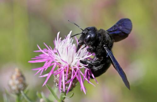 Xylocopa violacea